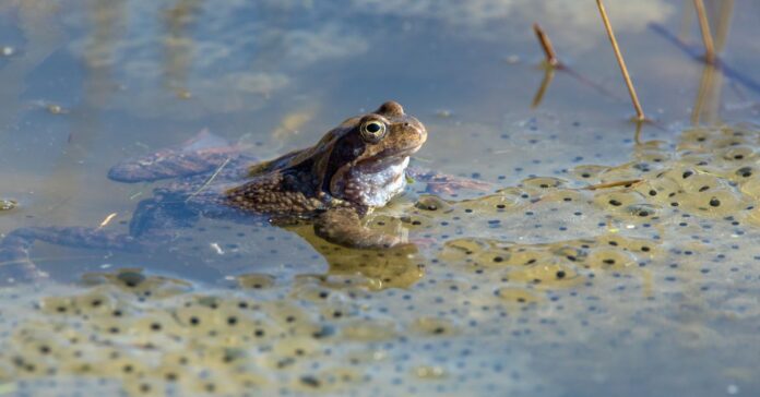 frog lifecycle stages: eggs, tadpole, and adult frog.