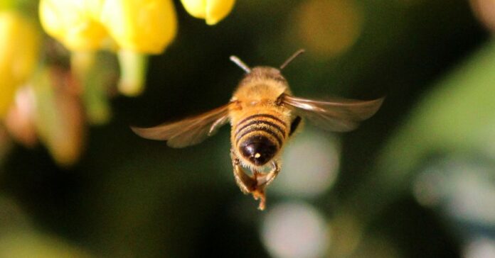 A close-up image of a bee in flight with its wings rapidly fluttering.