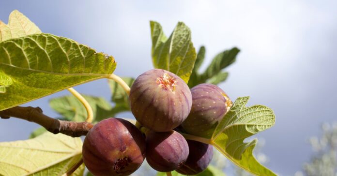 A close-up image of a fig fruit hanging from a tree, showcasing its unique structure and internal seeds.