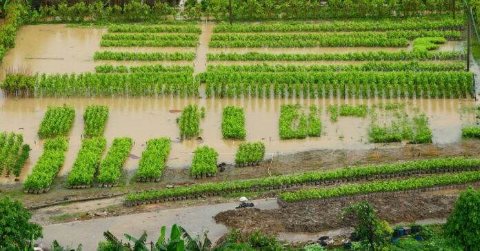 Heavy rain clouds over farmland in Maharashtra