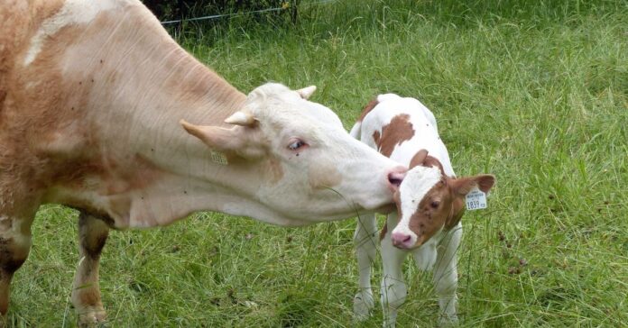 A cow with her calf in a field.